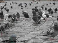 Imagine atasata: Reabilitare centru - 2016.03.04 - 114.jpg